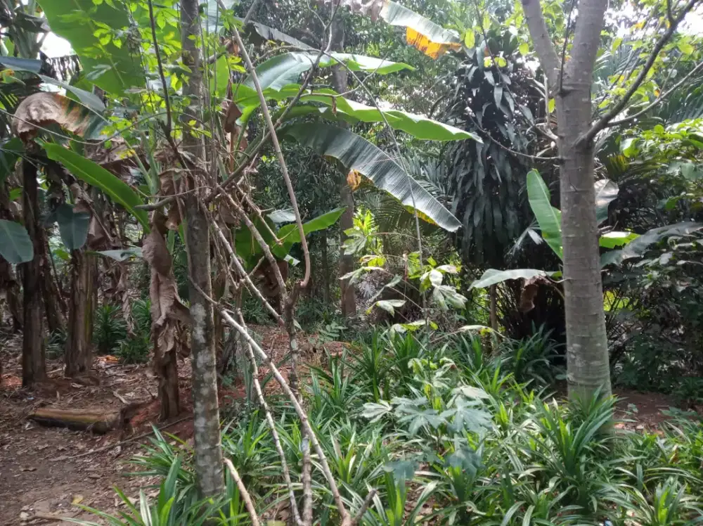 Jual cepat tanah di Kalimulya Depok dekat Grand Depok City