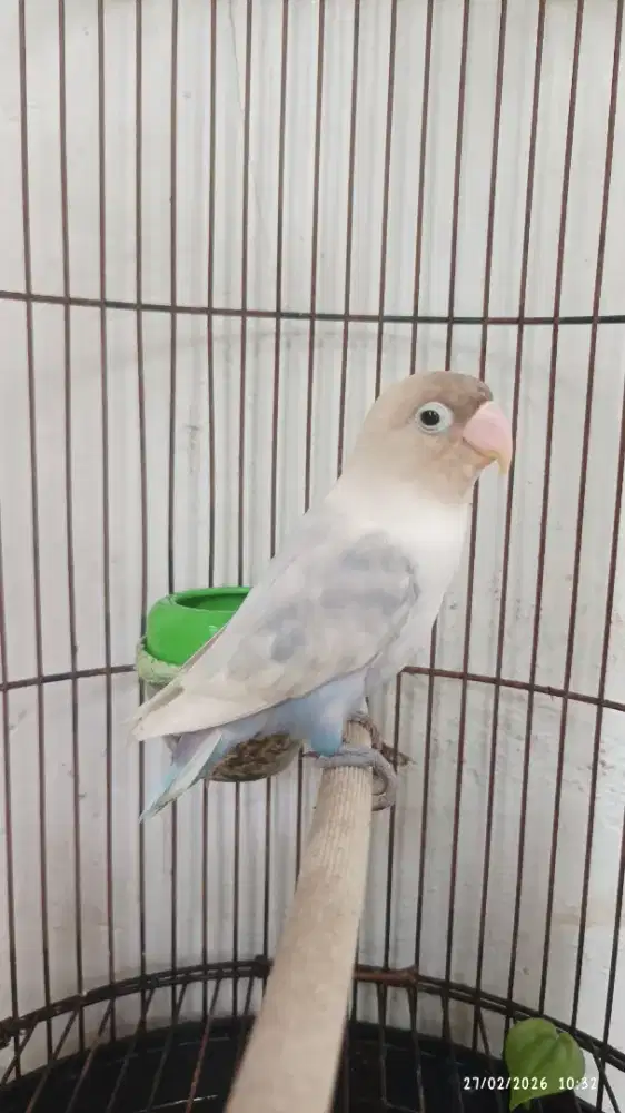 Lovebird jantan dewasa