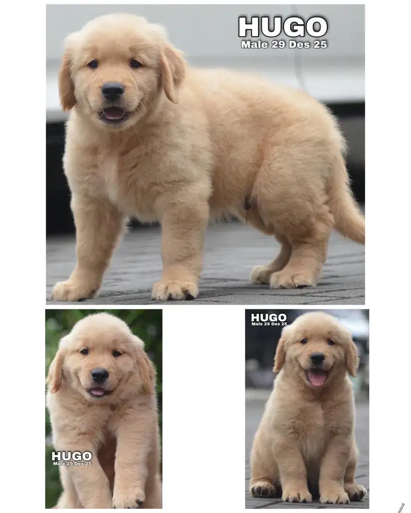 Golden retriever puppy jantan & betina