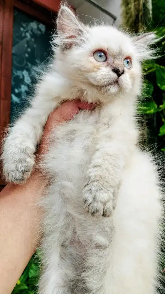 Kucing persia kitten
