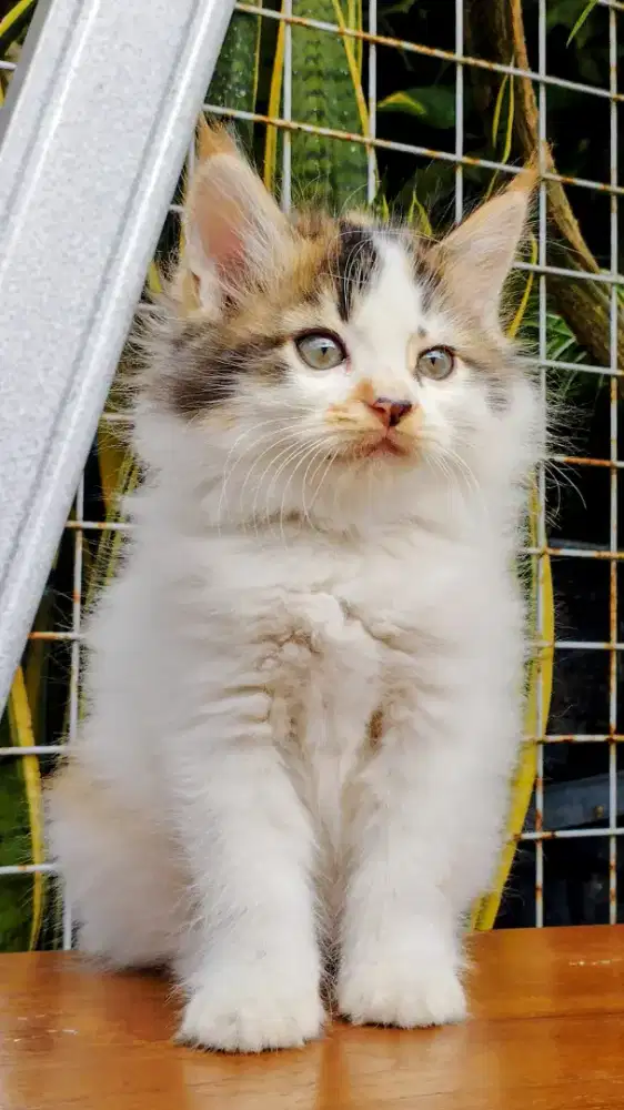 Kucing persia kitten