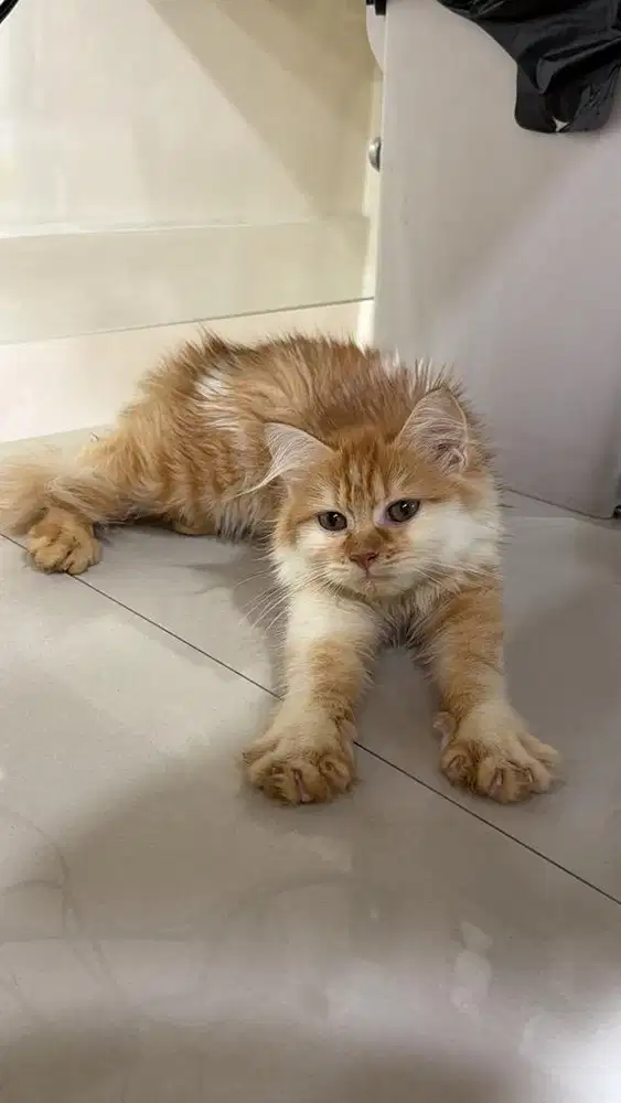 Free Adopt Kucing Mixdom Persia