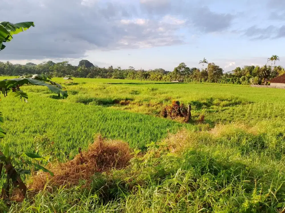 Jual Tanah Kavling 2,84 Are Tabanan Bali Lokasi Strategis