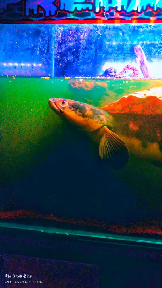 PREDATOR
Channa Maru
Size 45cm
Galak sehat lincah
1jt Gasss

 (Ben)