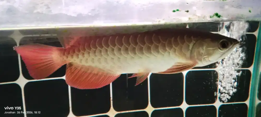 Arwana golden red