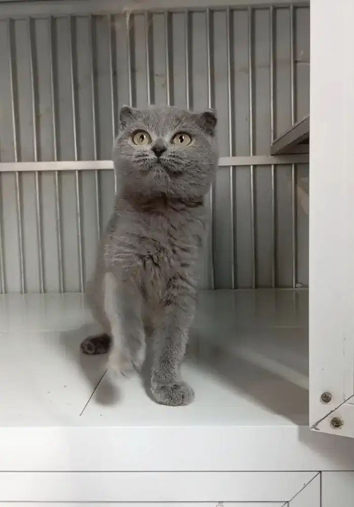 SCOTISH FOLD BLUE BETINA