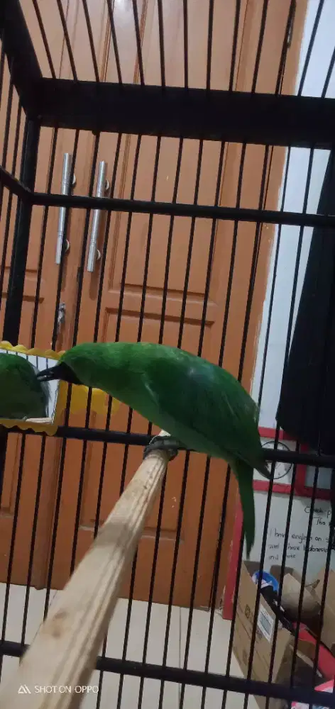 Jual santai murai joyo fullset nego tipis