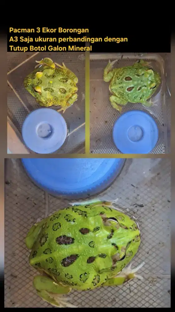 Pacman 3 ekor sudah gede gede