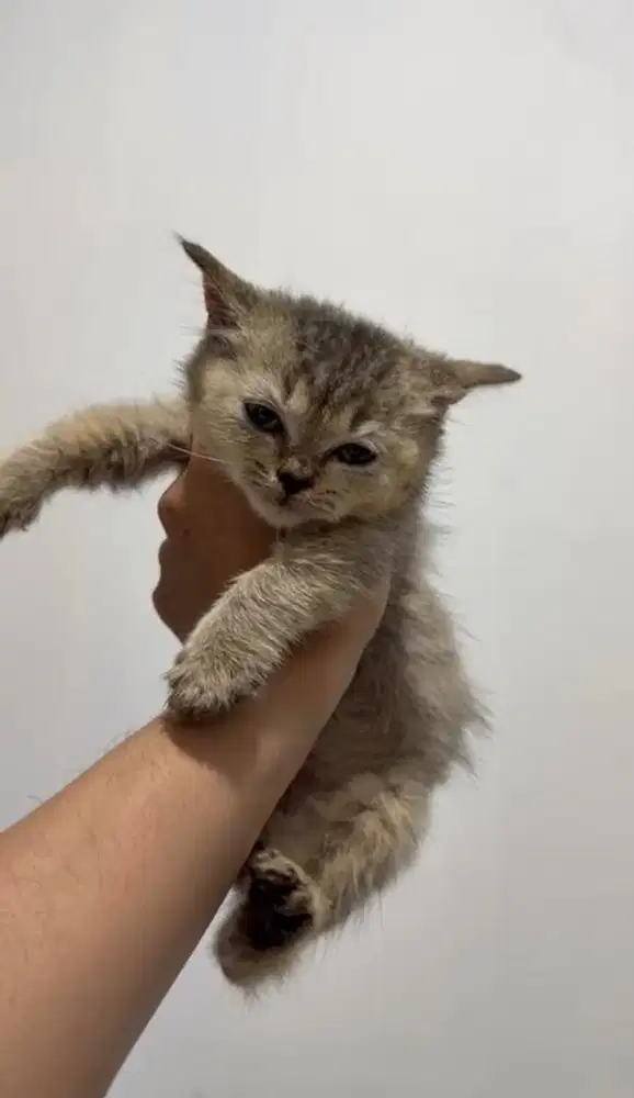 Open Adopt Kitten BSH