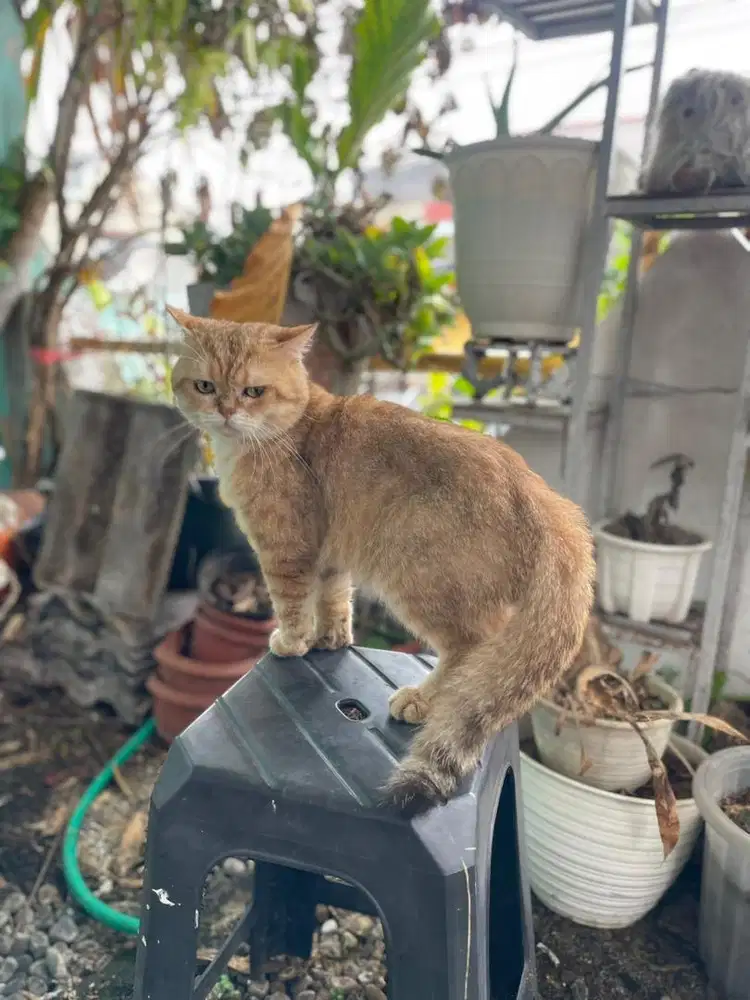 Bsh golden jantan ganteng