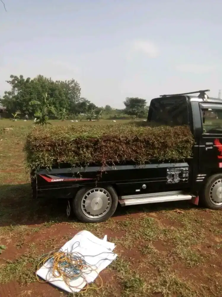 Rumput Hijau Gajah Biasa Paling Laris