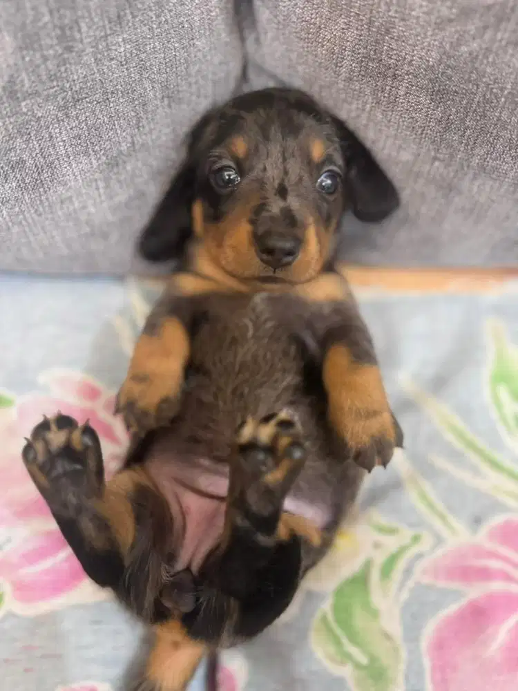 Open Adopt Pure Tekel free kalung