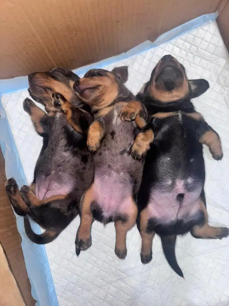 Open Adopt Pure Tekel dapple