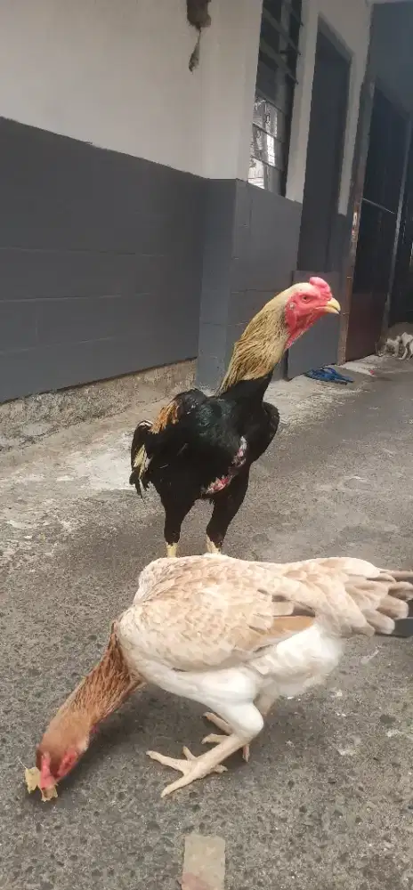 Shamo eropa line nuber indukan sepasang