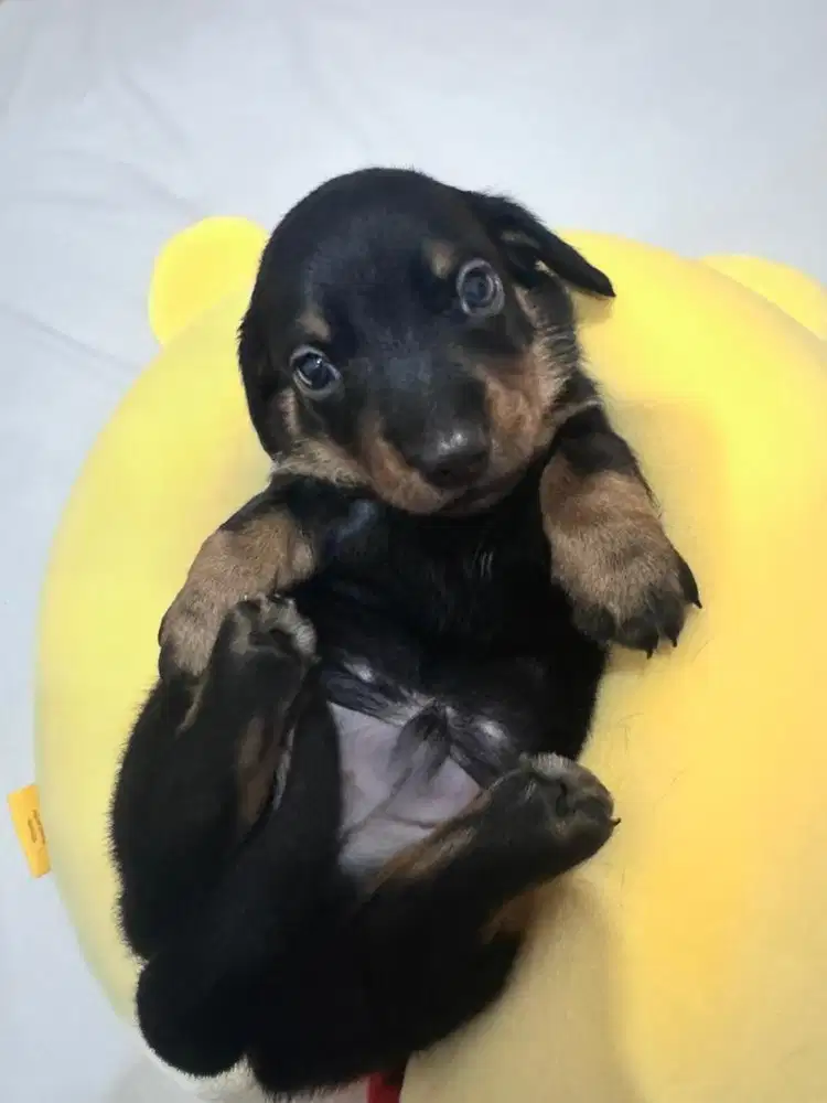 Open adopt Pure mini tekel