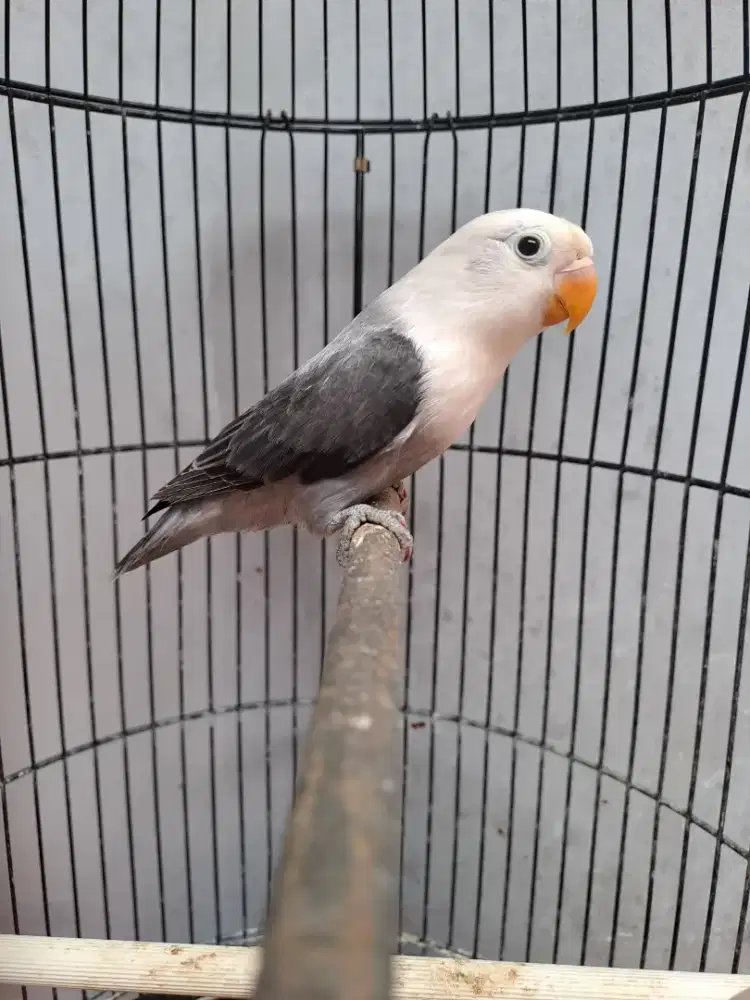 Lovebird Paud Biola Mouve//Ino