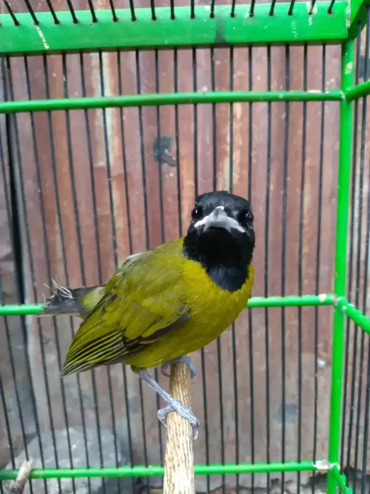 Samyong jantan rawatan bunyi ekor patah