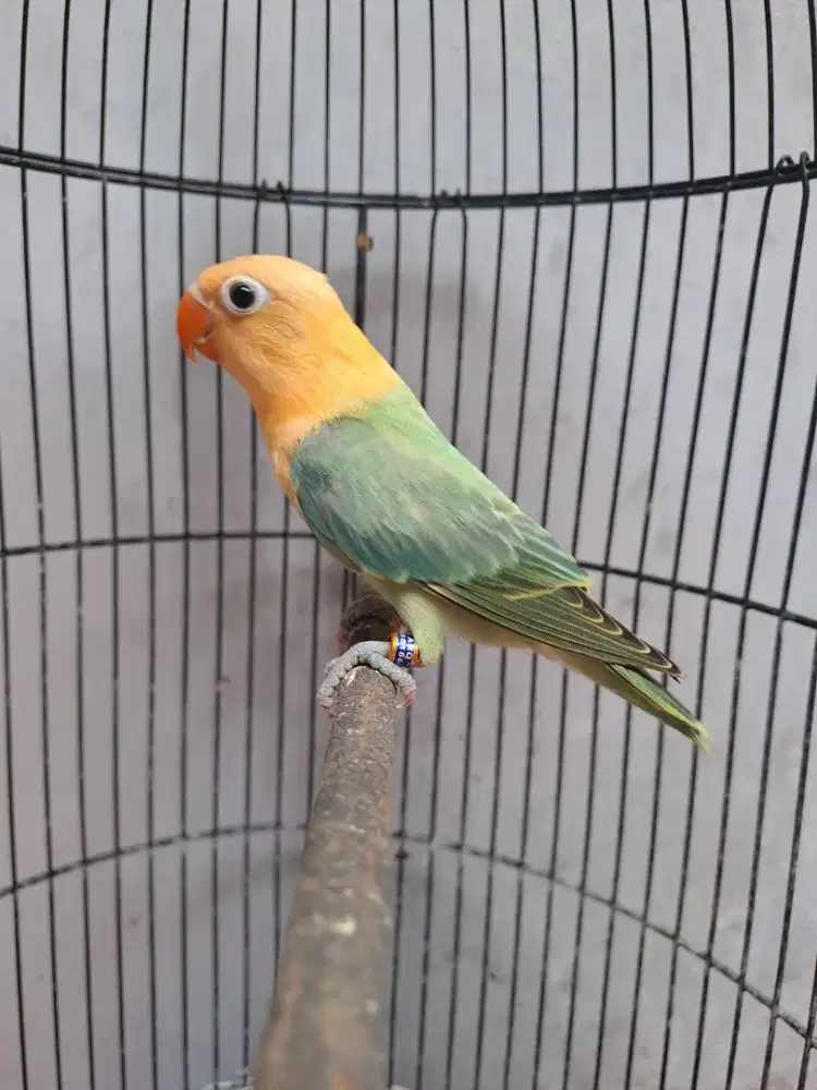 Lovebird Paud Biola AquaBlue1//Ino