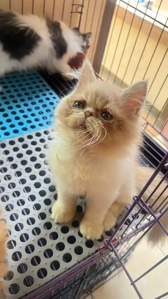 peaknose bicolor cream white