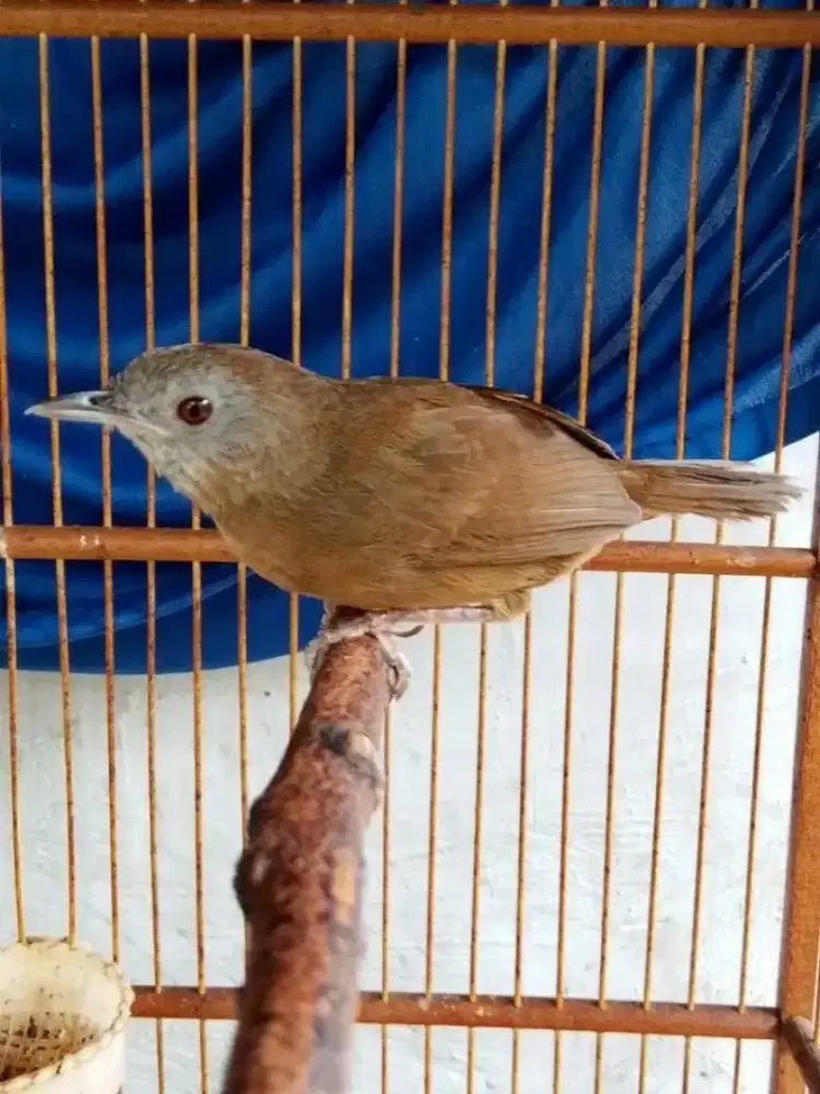 Wambi mini jantan mulus rajin