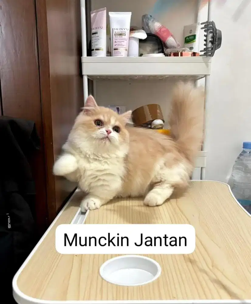 kucing munchkin cebol