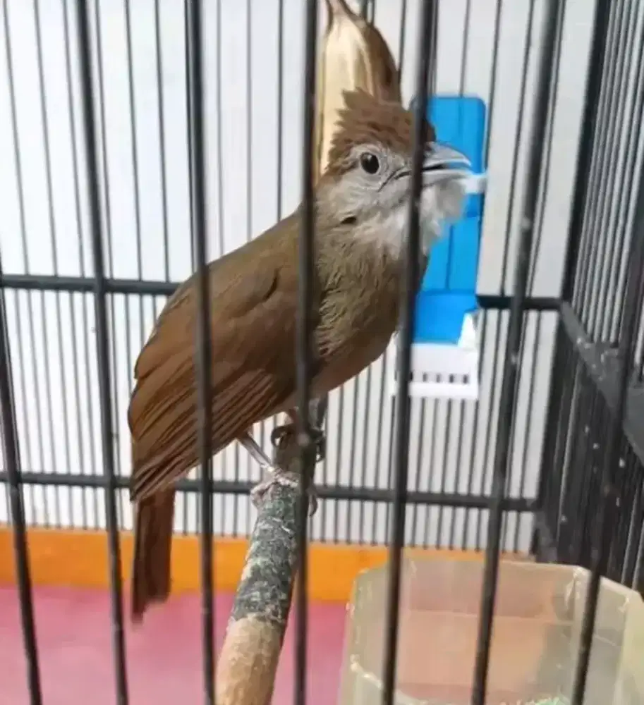 Kapas tembak rawatan gacor