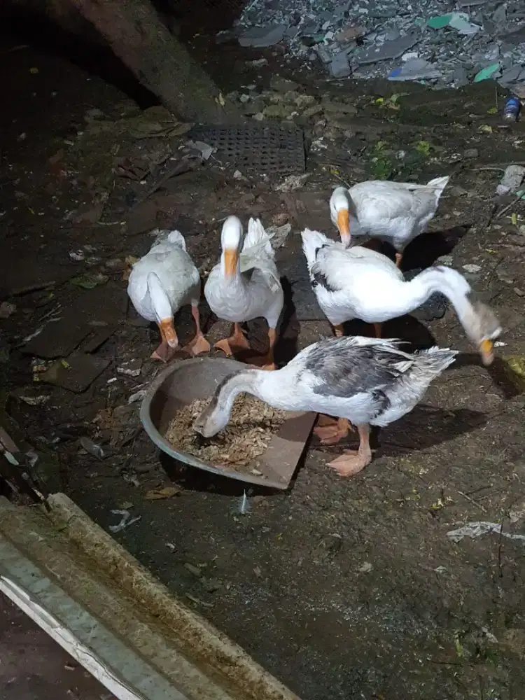 Soang angsa banyak bebek