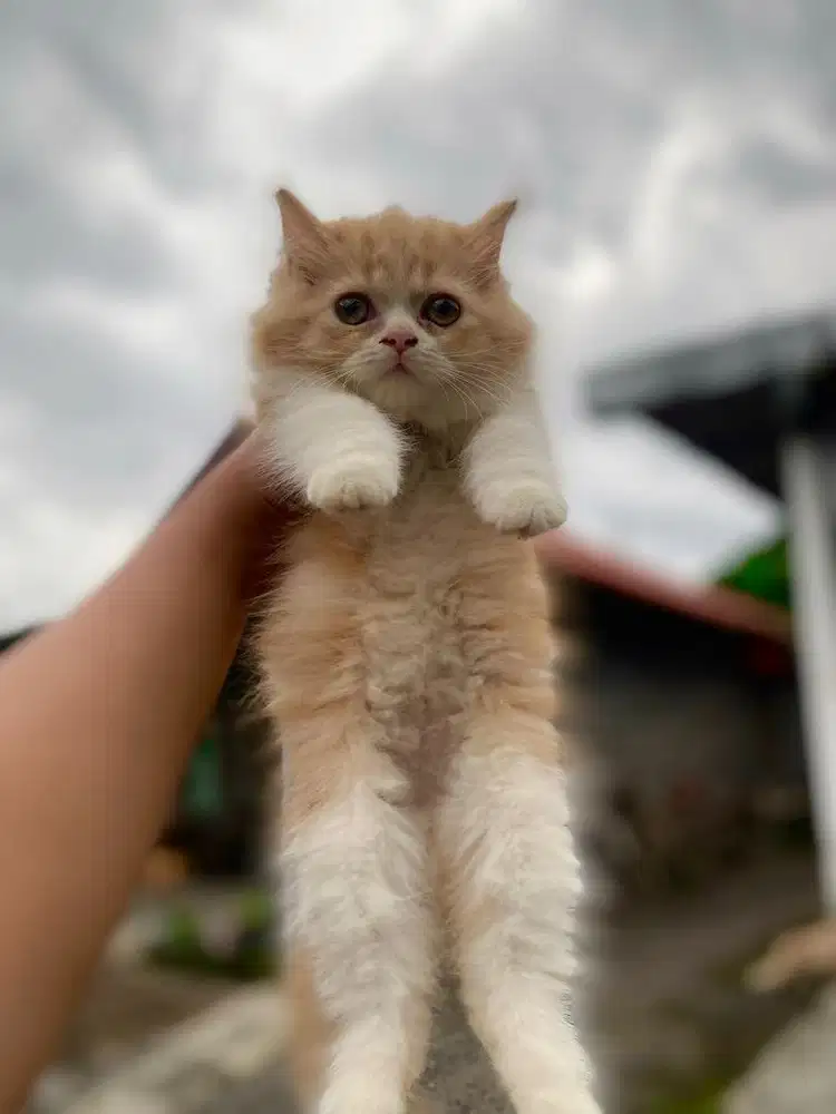 kucing persia longhair