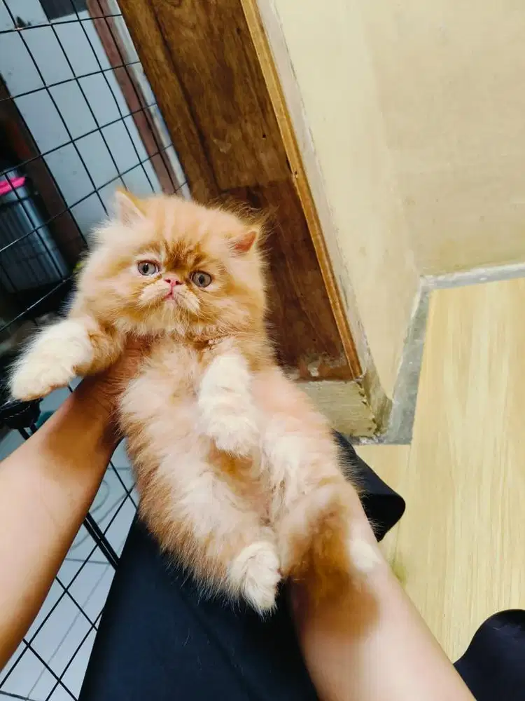 kucing persia peaknose