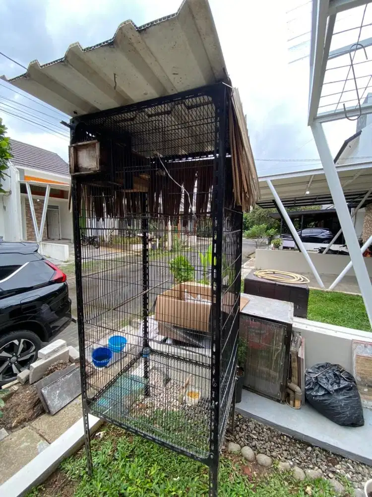 Burung jalak suren gacor dan kandang gede