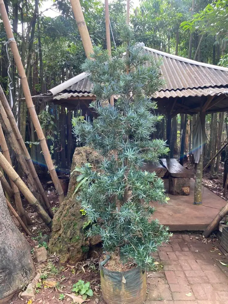 Jual Pohon Lohansung Blue ICE