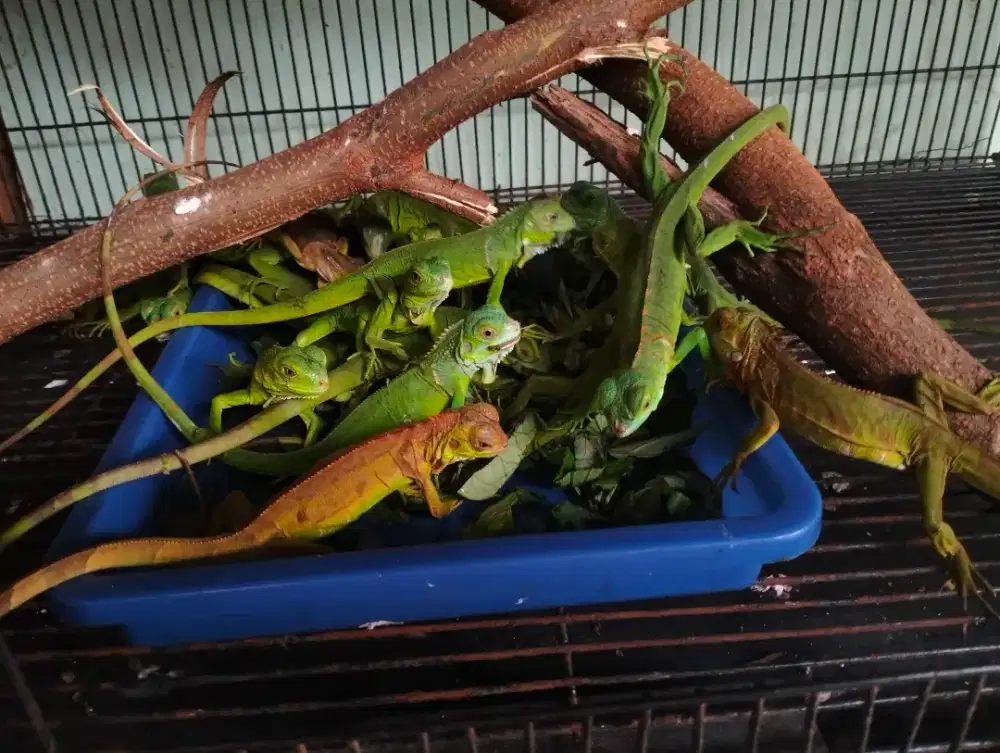 Iguana green lucuuuu