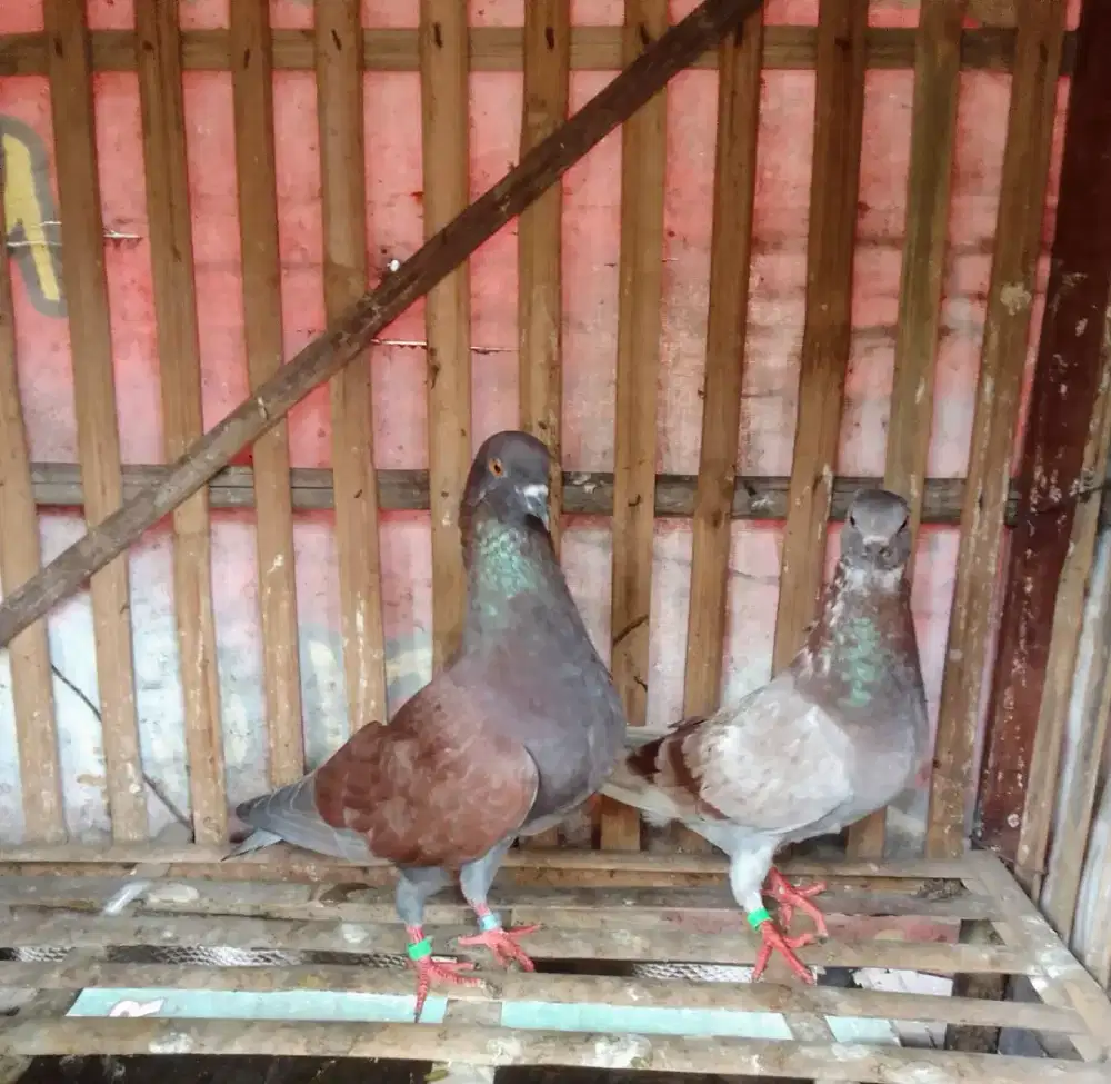 Spasang Materi kentong / tinggian Sby pusat @250rb an