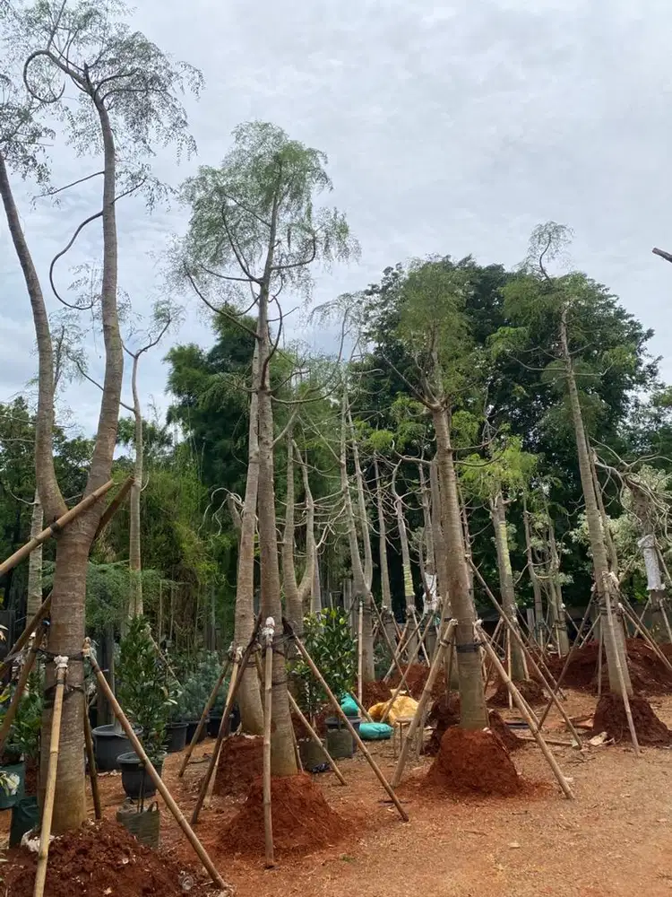 Jual Pohon Moringa