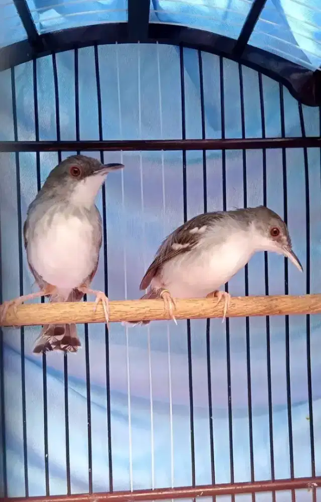 Sepasang Ciblek cristal produksian