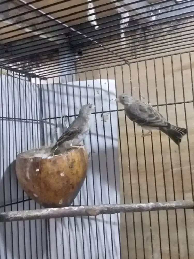 Sepasang sanger produksian