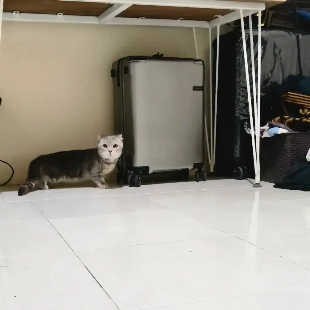 Kucing Munchkin BSH SF