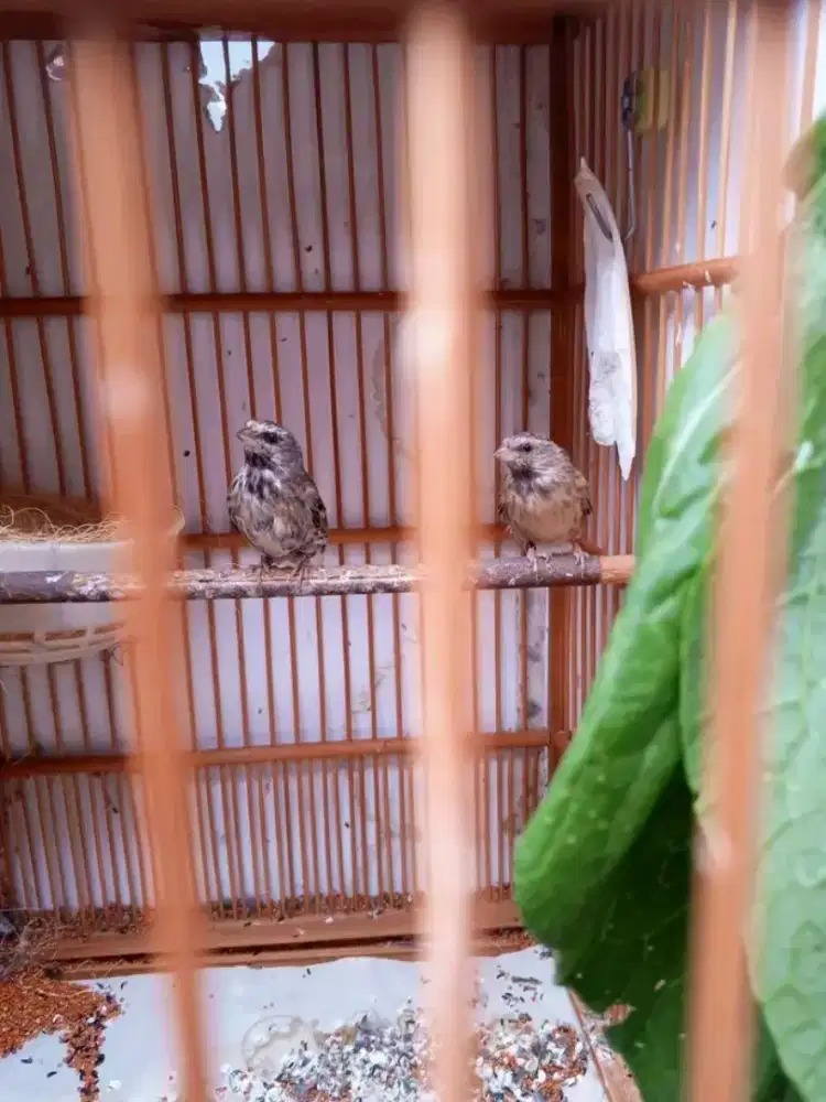 Sepasang blackthroat produksian