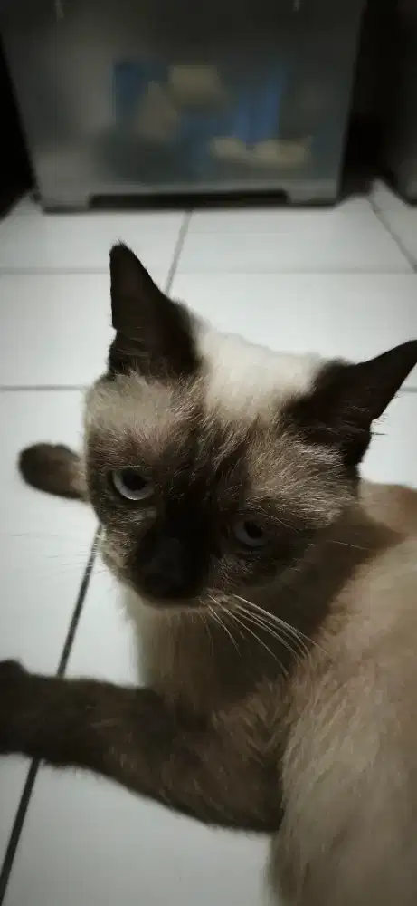 Kucing Siam Clingy