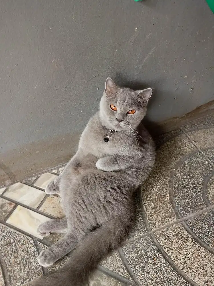 Kucing BSH blue betina ped CFA