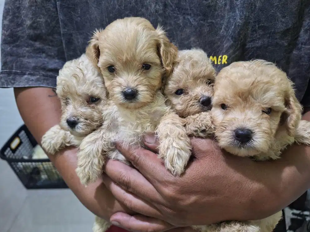 Toy poodle 3 warna, Apricot, Red fawn, White