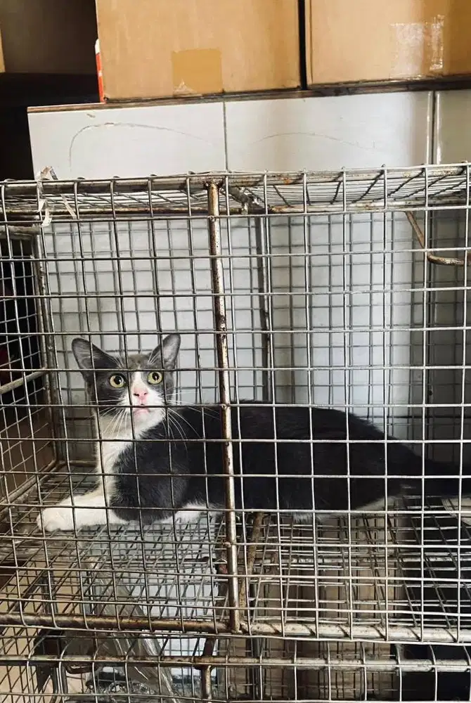 Kucing mix BSH bicolour 1 tahun