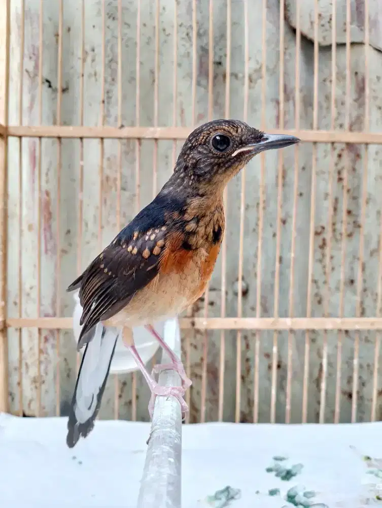 Trotol Murai Batu Jantan Medan x Medan Umur 3 Bulan Poer total