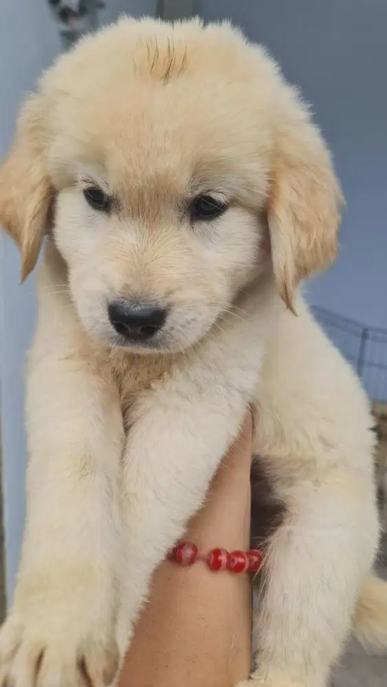 Golden retriever