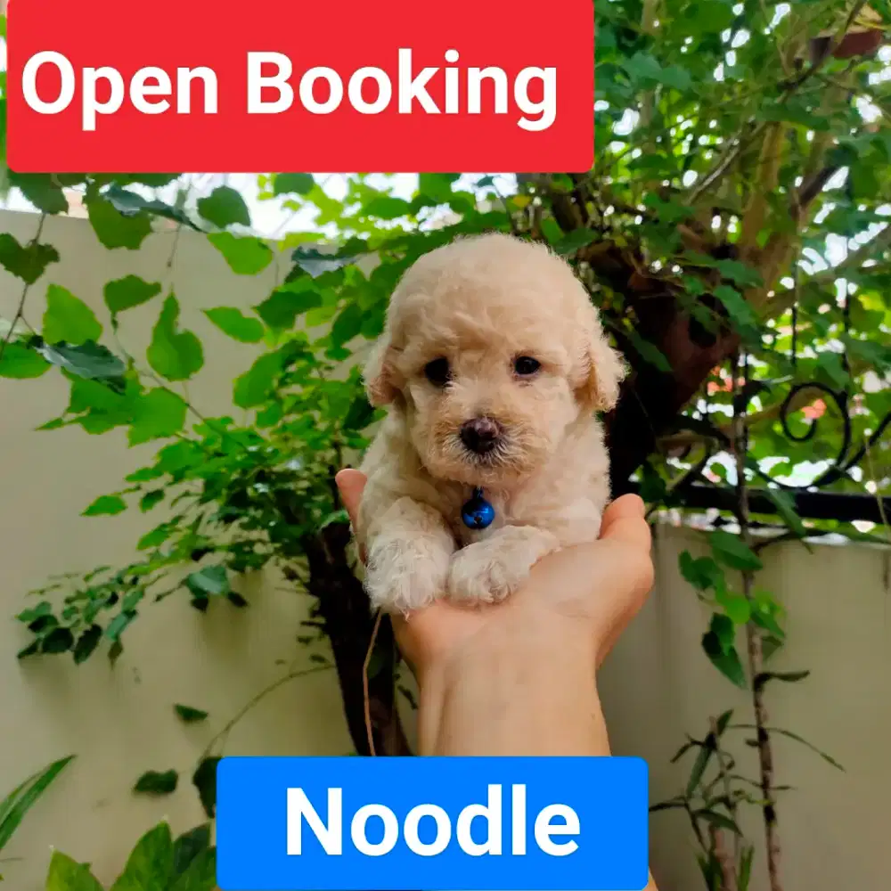 Female Light Apricot/Fawn Toy Poodle