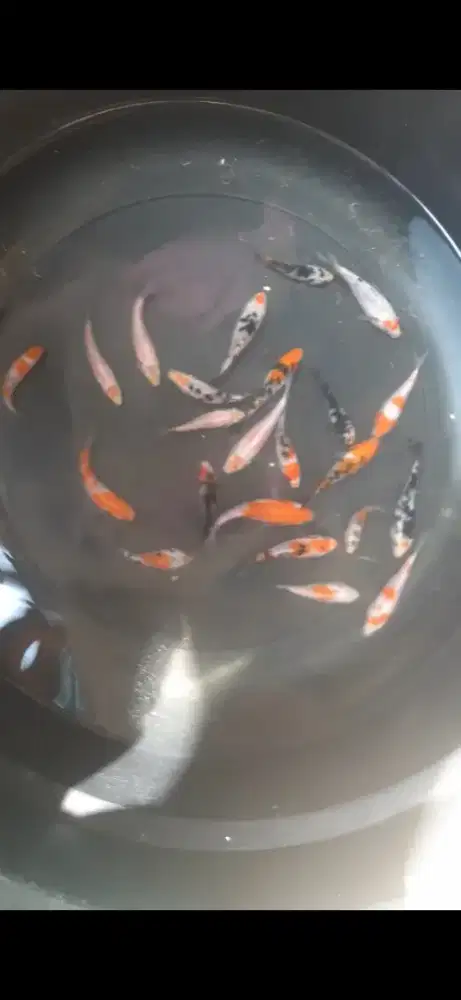 Ikan koi ukuran 5-15 cm