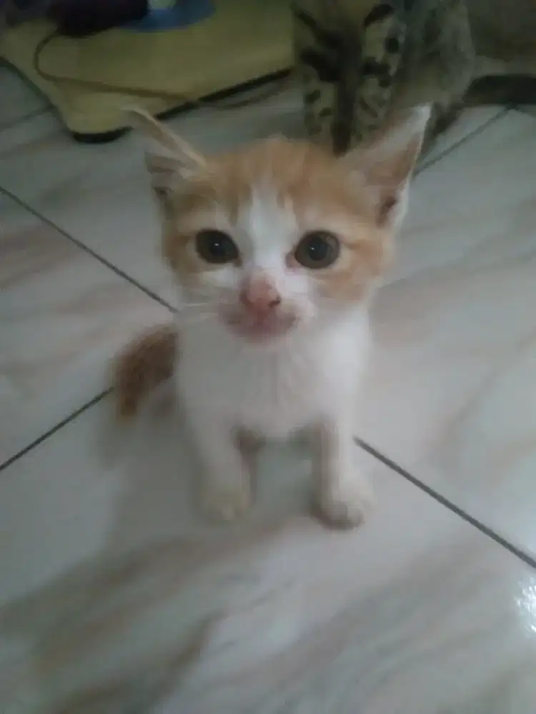 Cari kerjaan apa saja