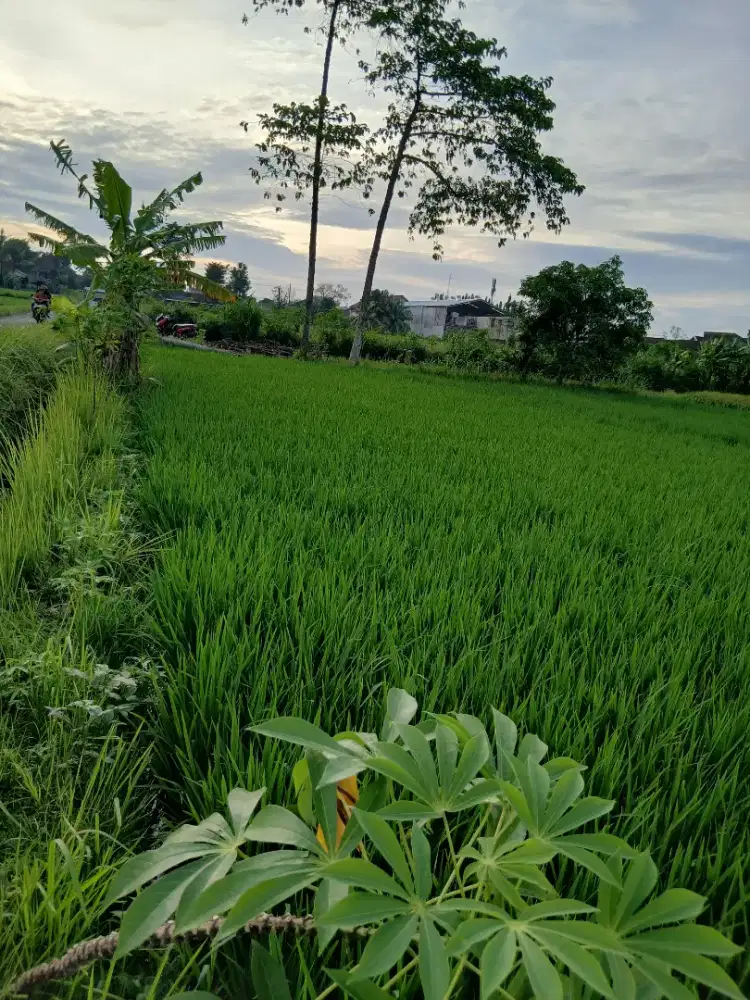 Dijual tanah tepi jalan truk masuk  +- 513 m2