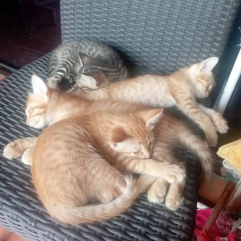 4 anak kucing untuk diadopsi