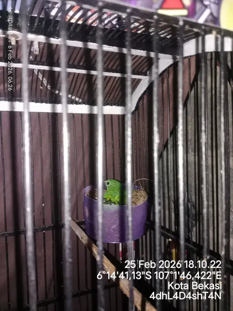 murai betina ijo besar